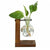 Hydroponic Plant Terrarium Vasevase Decoration Home Glass Bottle Hydroponic Desktop Decoration Office Green Plant Small Potted